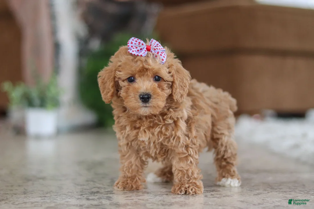 Schnoodle dogs for sale: Willow - Ad 4