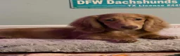 Dachshund dogs for sale: Dreamboat - Ad 2