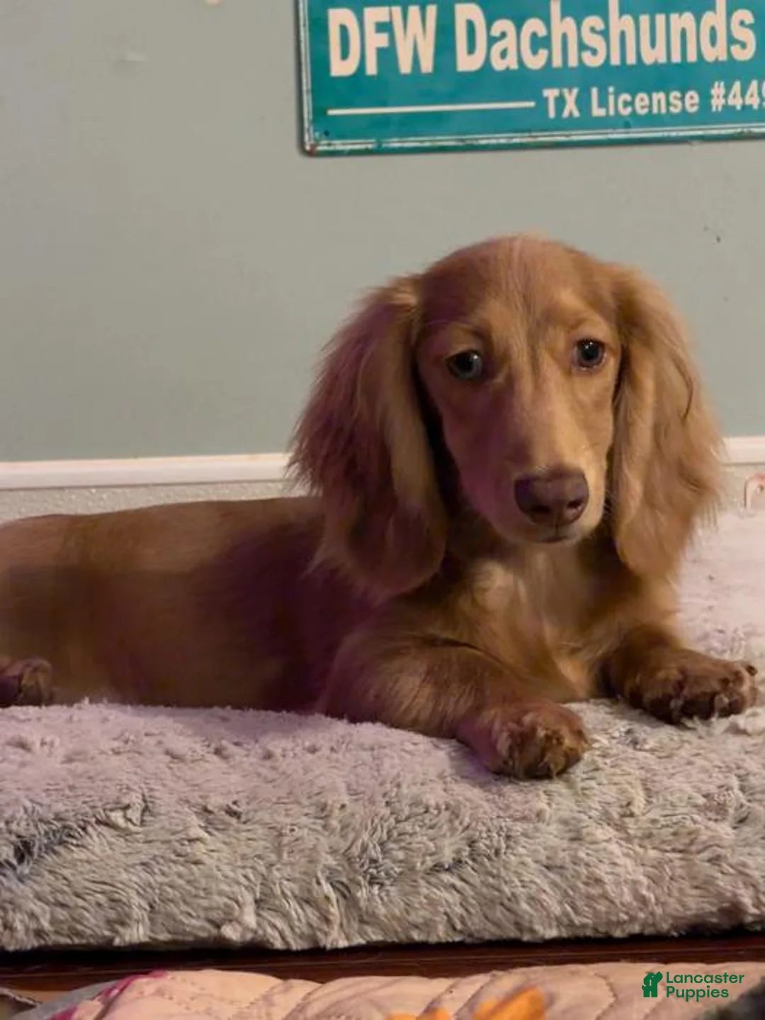 Dachshund dogs for sale: Dreamboat - Ad 2