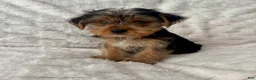 Yorkshire Terrier dogs for sale: Billy - Ad 5