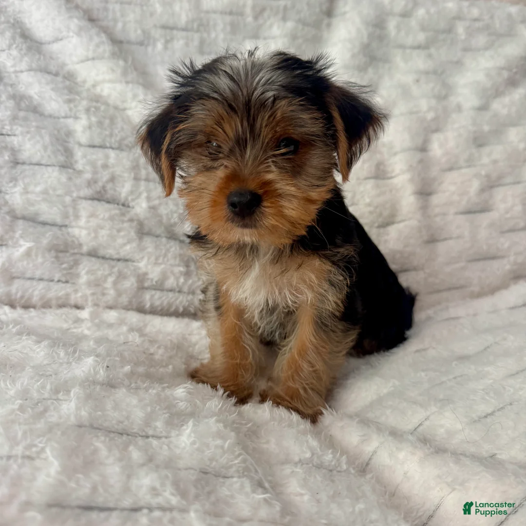 Yorkshire Terrier dogs for sale: Billy - Ad 5