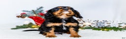Cavalier King Charles Spaniel dogs for sale: Garland - Ad 7