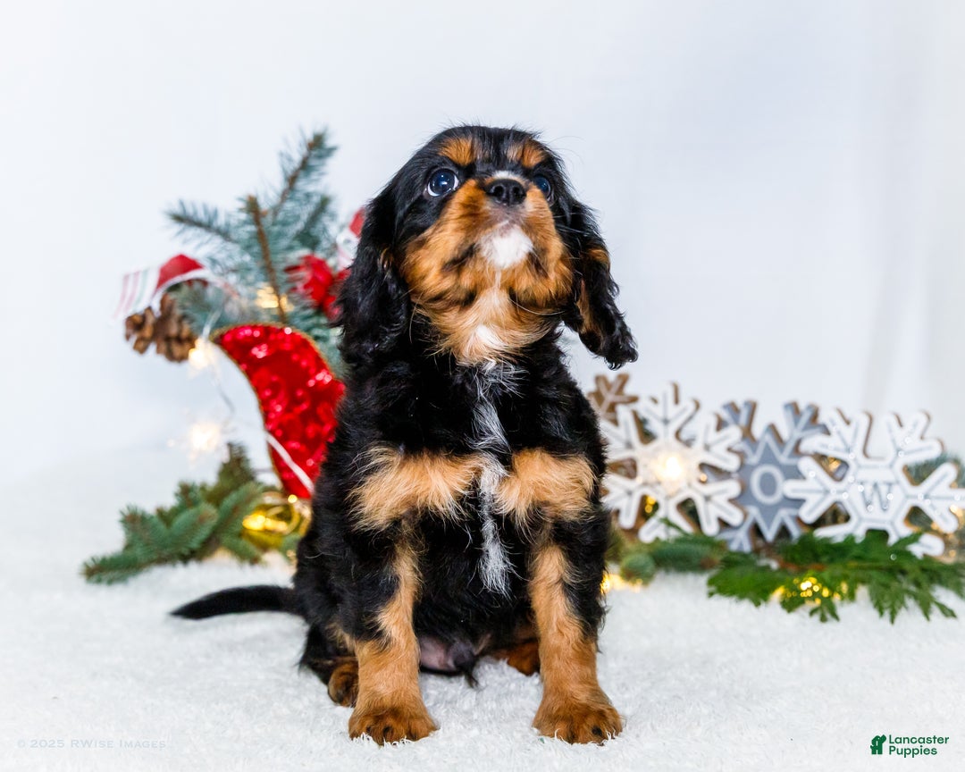 Cavalier King Charles Spaniel dogs for sale: Garland - Ad 7