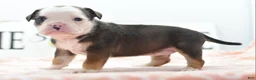 Mixed Breed dogs for sale: Queen - Ad 12
