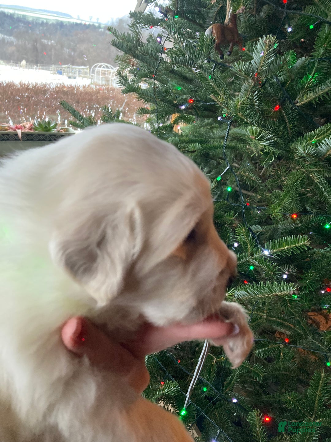 Great Pyrenees dogs for sale: Great Pyrenees Male Puppy - Green  - Ad 3