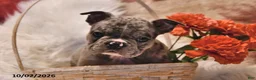 Frenchton dogs for sale: Prince   - Ad 4