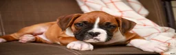 Boxer dogs for sale: Holly - Ad 1