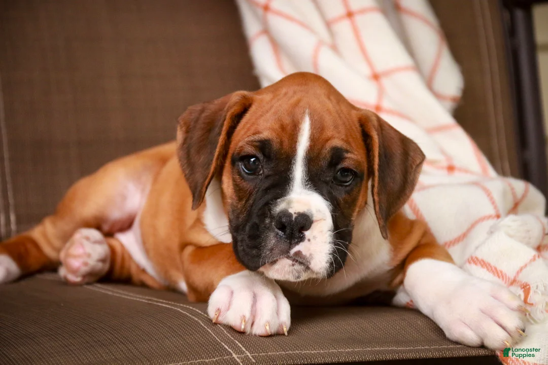 Boxer dogs for sale: Holly - Ad 1