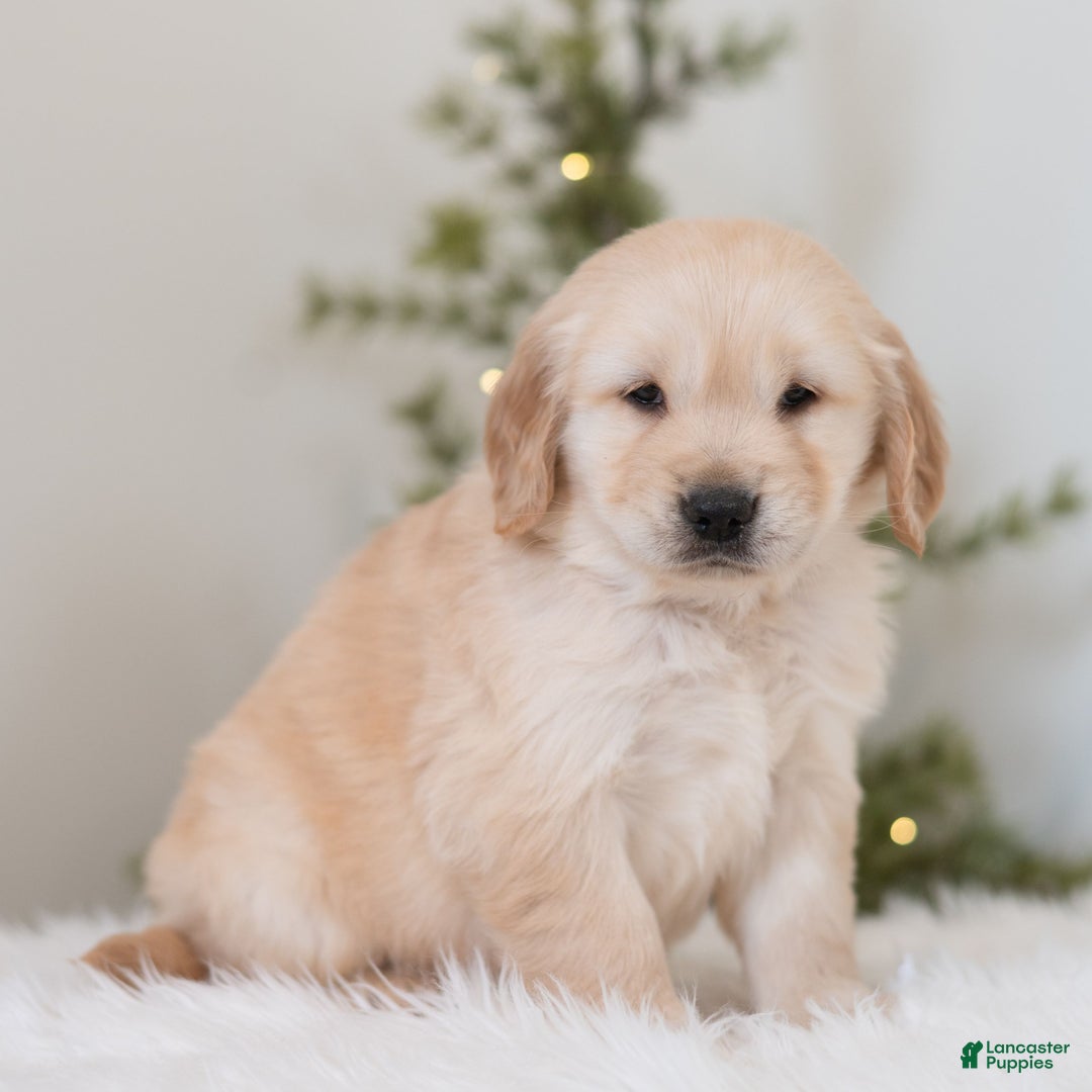 Golden Retriever dogs for sale: Finn - Ad 3