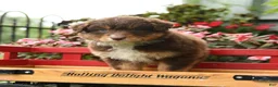 Australian Shepherd dogs for sale: Galaxy - Ad 4