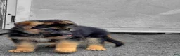 German Shepherd dogs for sale: Diesel 🐾 - Ad 7