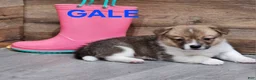Welsh Corgi Pembroke dogs for sale: GALE - Ad 5