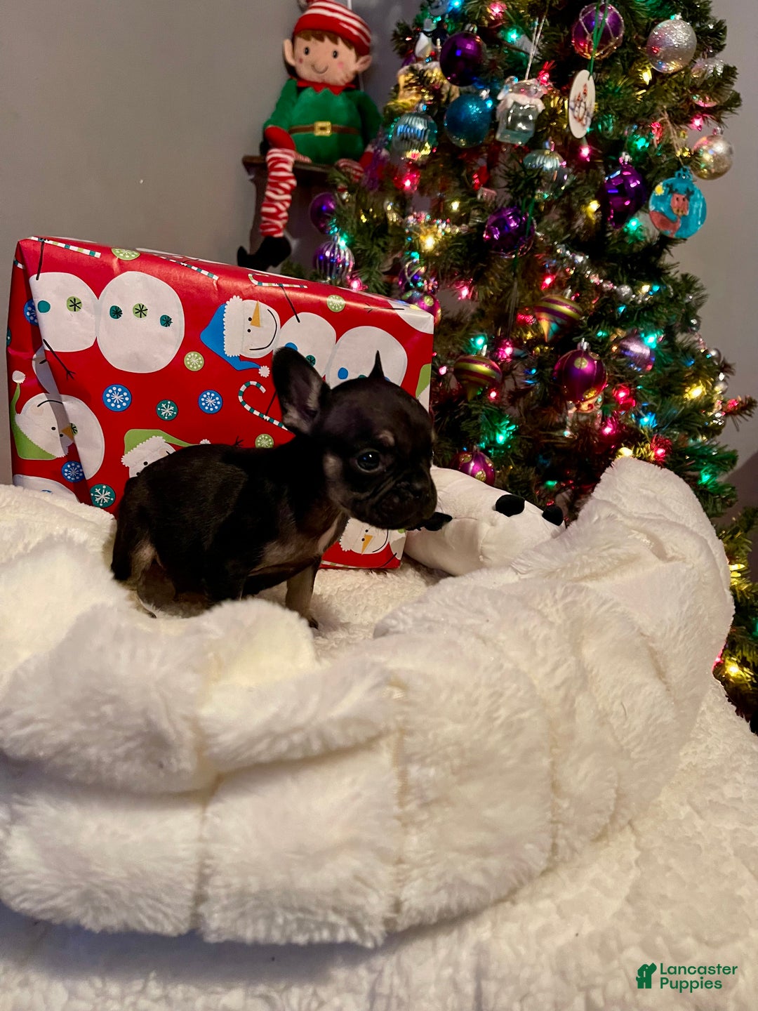 French Bulldog dogs for sale: Little man - Ad 3