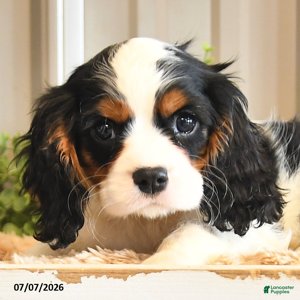 Cavalier King Charles Spaniel dogs Kurt - Ad 2