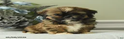 Shih Tzu dogs for sale: Haley - Ad 1