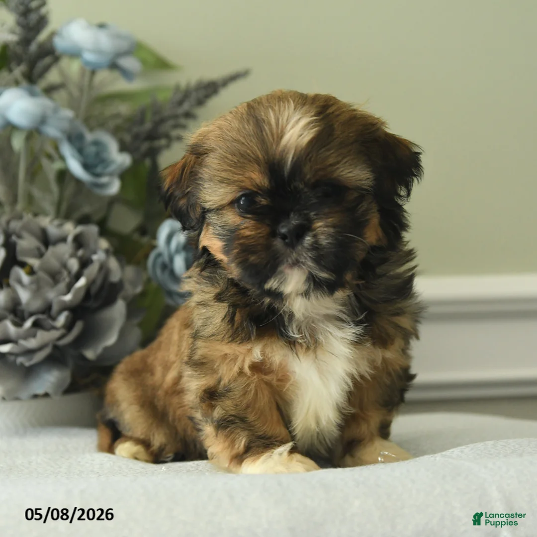 Shih Tzu dogs for sale: Haley - Ad 1