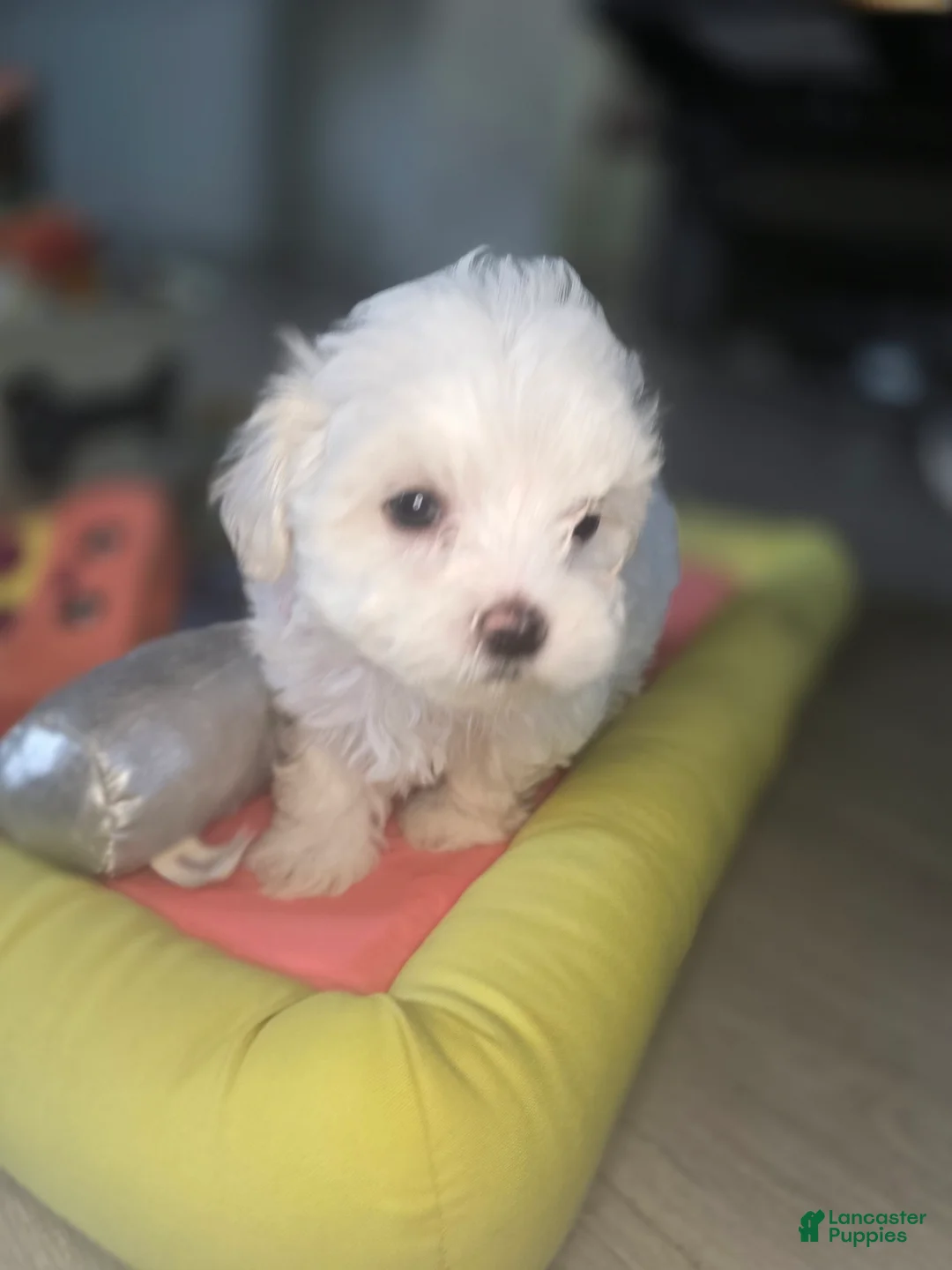 Maltese dogs for sale: 🐶 Female Maltese Puppy – Sweet, Playful & Petite - Ad 5