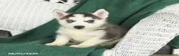 Siberian Husky dogs for sale: Violet - Ad 1