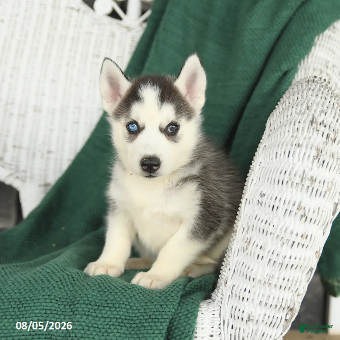Siberian Husky dogs for sale: Violet - Ad 1