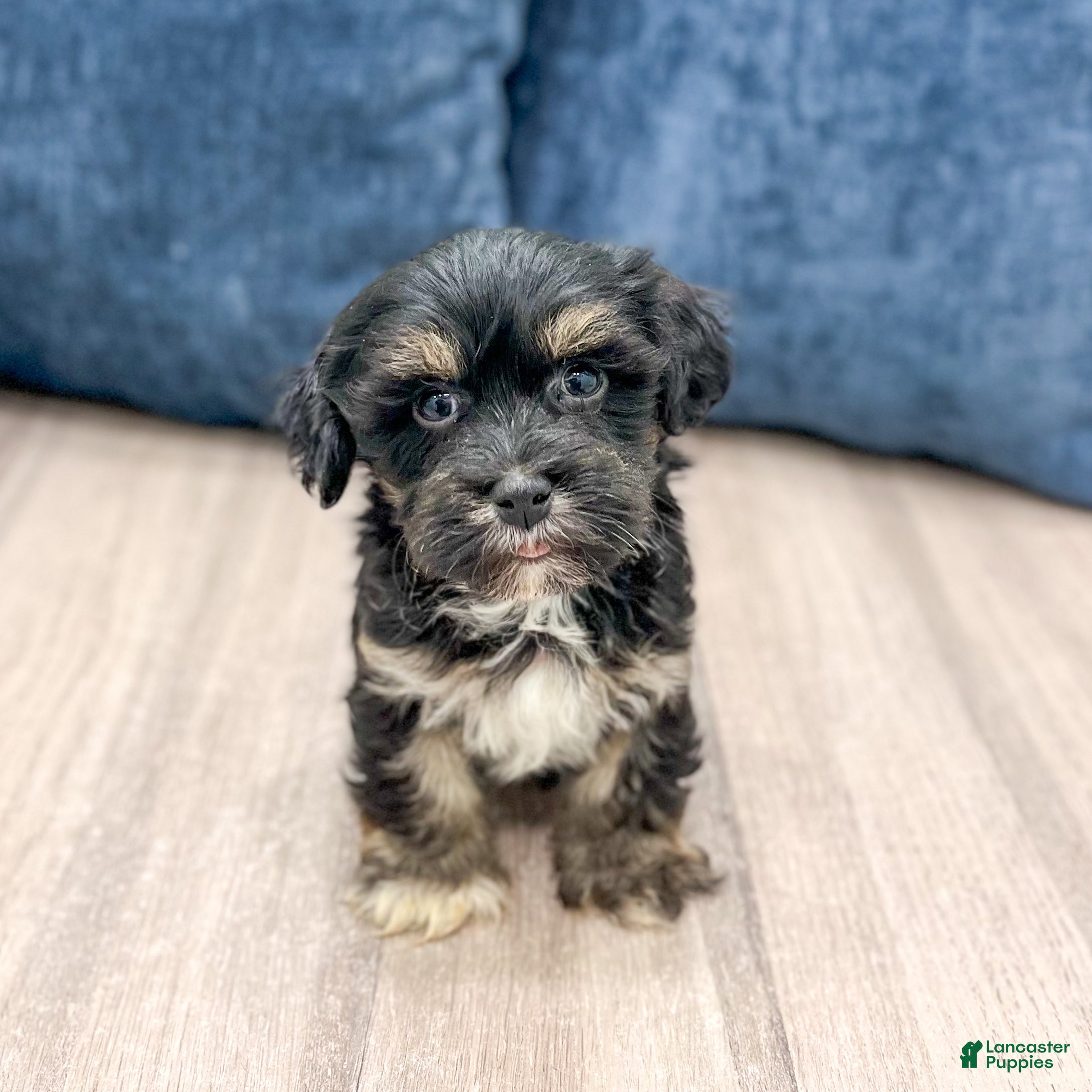 Havanese dogs Hudson - Ad 2
