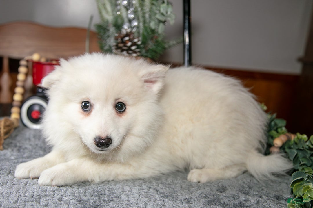 American Eskimo dogs for sale: Pearl - Ad 3