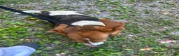 Basset Hound dogs for sale: Sister  - Ad 6