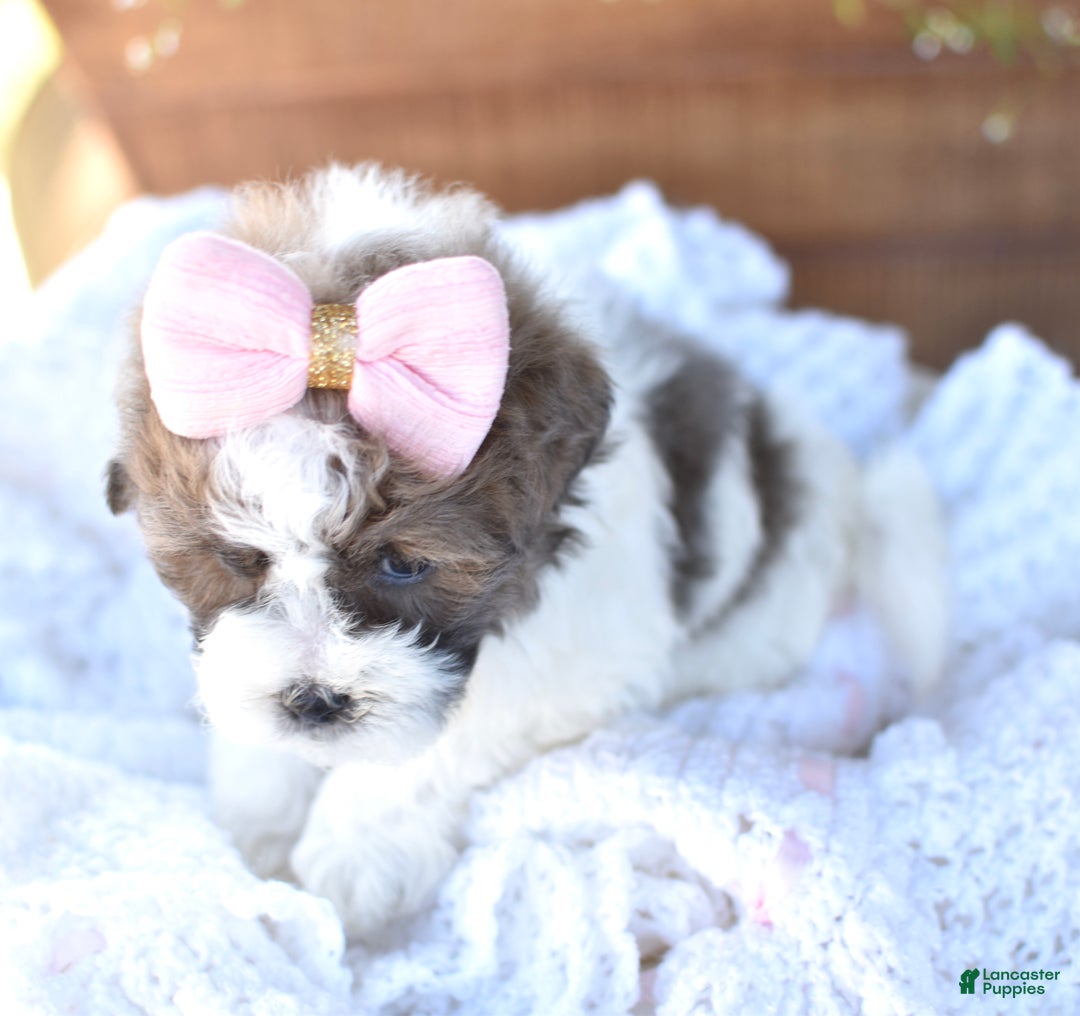 Mixed Breed dogs for sale: Snickers - Ad 4