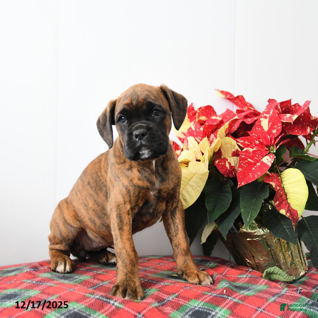 Boxer dogs for sale: Bubbles - Ad 2