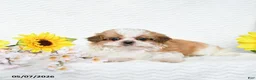Malshi dogs for sale: Brent - Ad 3