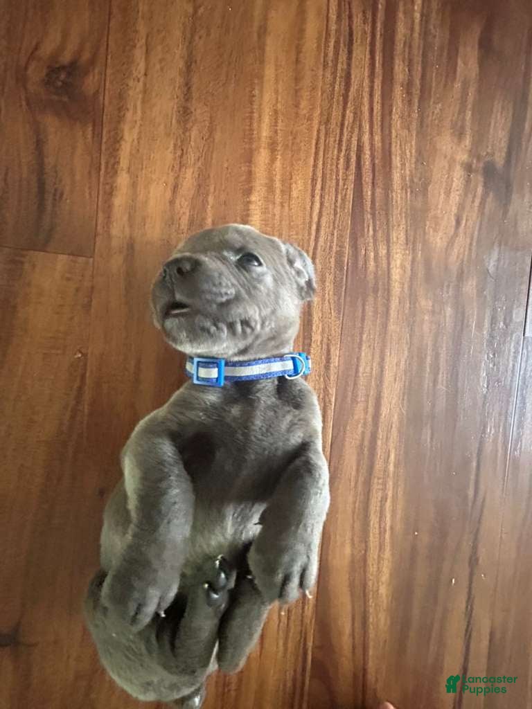 Cane Corso dogs Cane Corso Puppy 3 - Ad 12