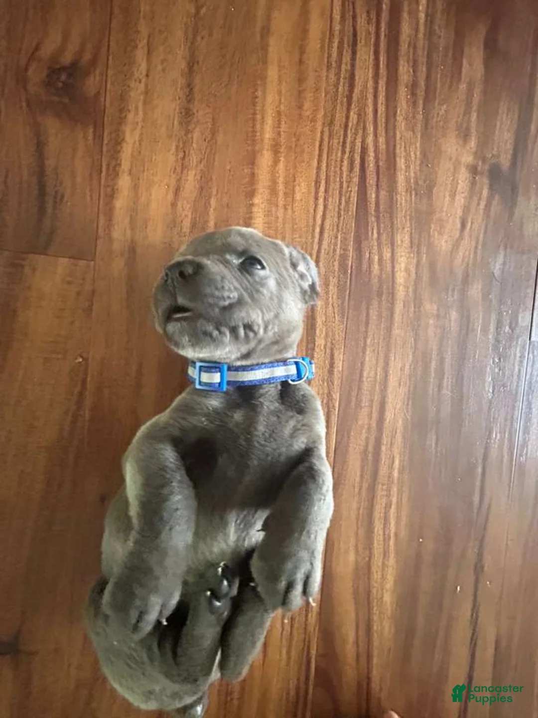 Cane Corso dogs for sale: Cane Corso Puppy 3 - Ad 1
