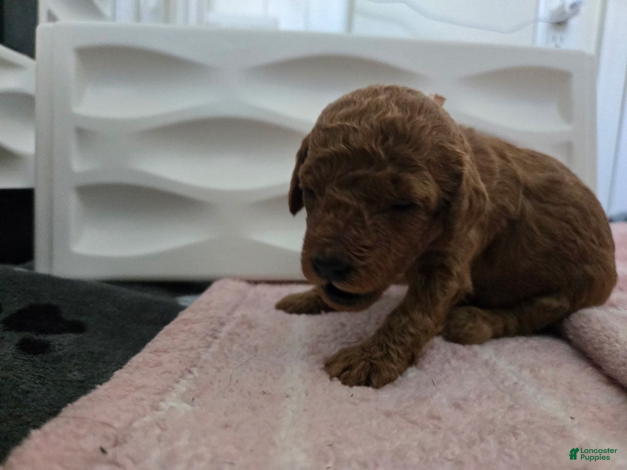 Miniature Poodle dogs for sale: Bonnie - Ad 18
