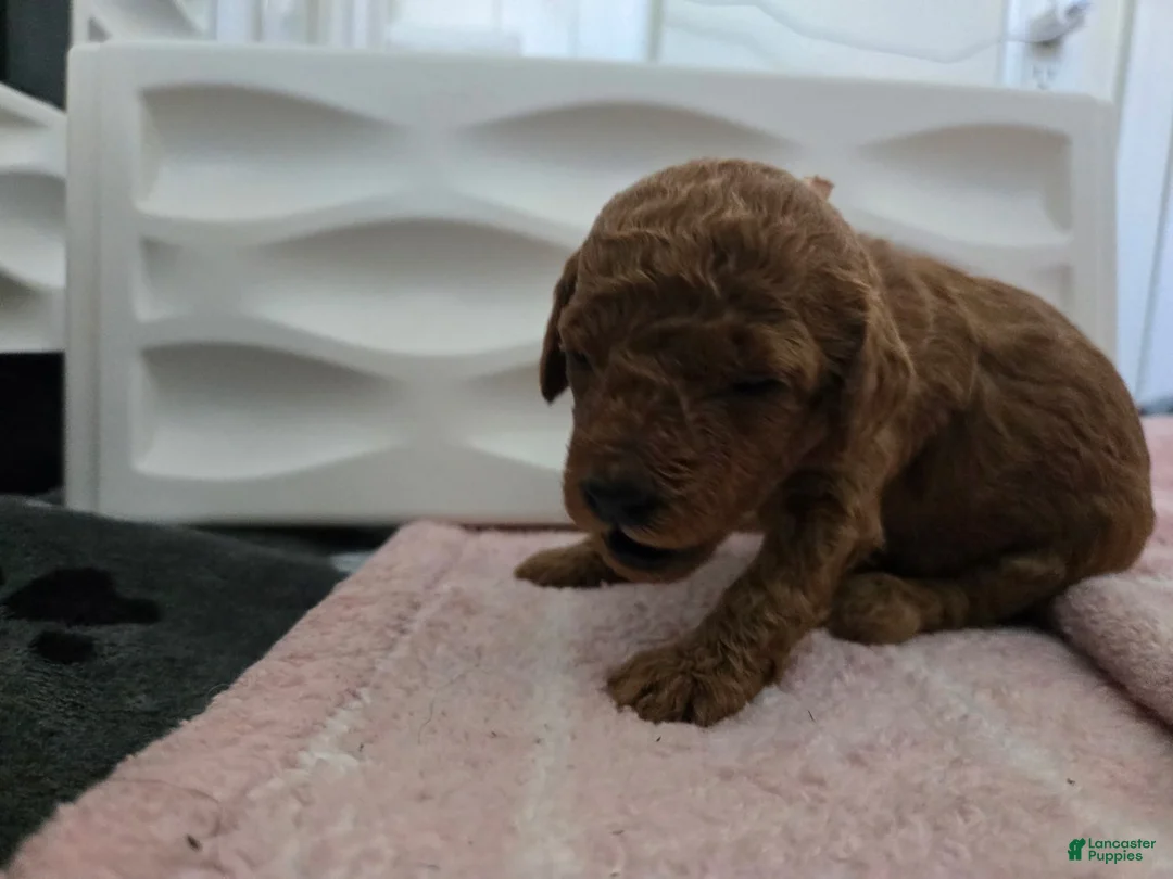 Miniature Poodle dogs for sale: Bonnie - Ad 1