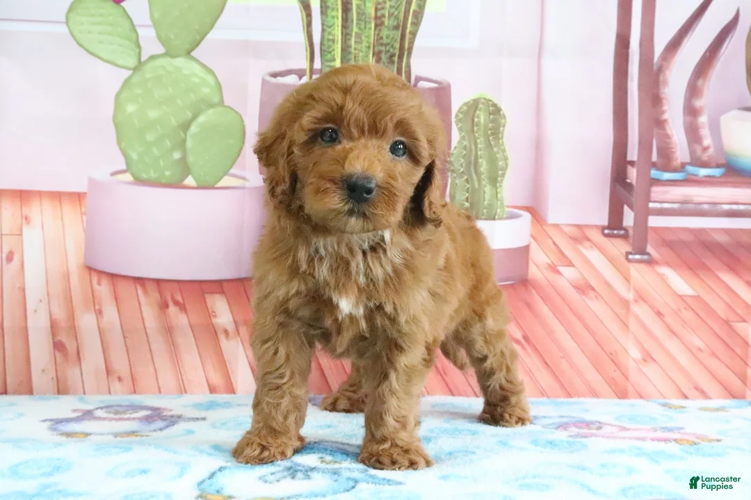 Mini Goldendoodle dogs for sale: Honey - Ad 1
