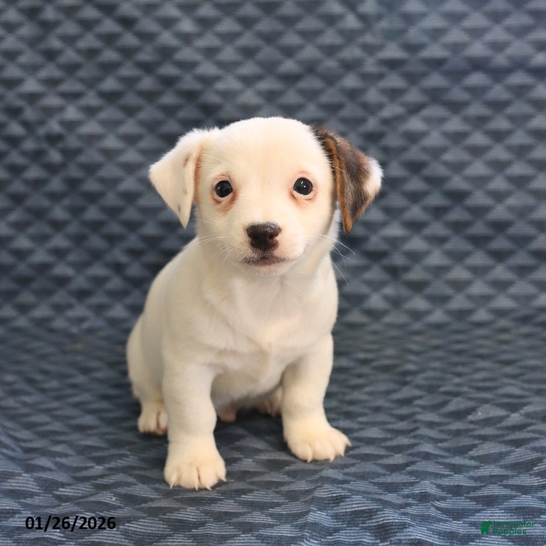 Jack Russell Terrier dogs for sale: Isaac - Ad 5