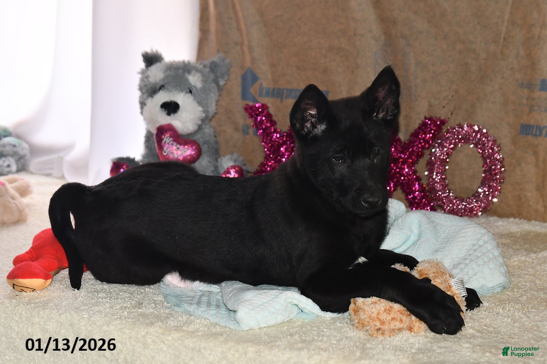 Belgian Malinois dogs for sale: Zeus - Ad 3