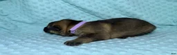 German Shepherd dogs for sale: Daisy - Ad 65