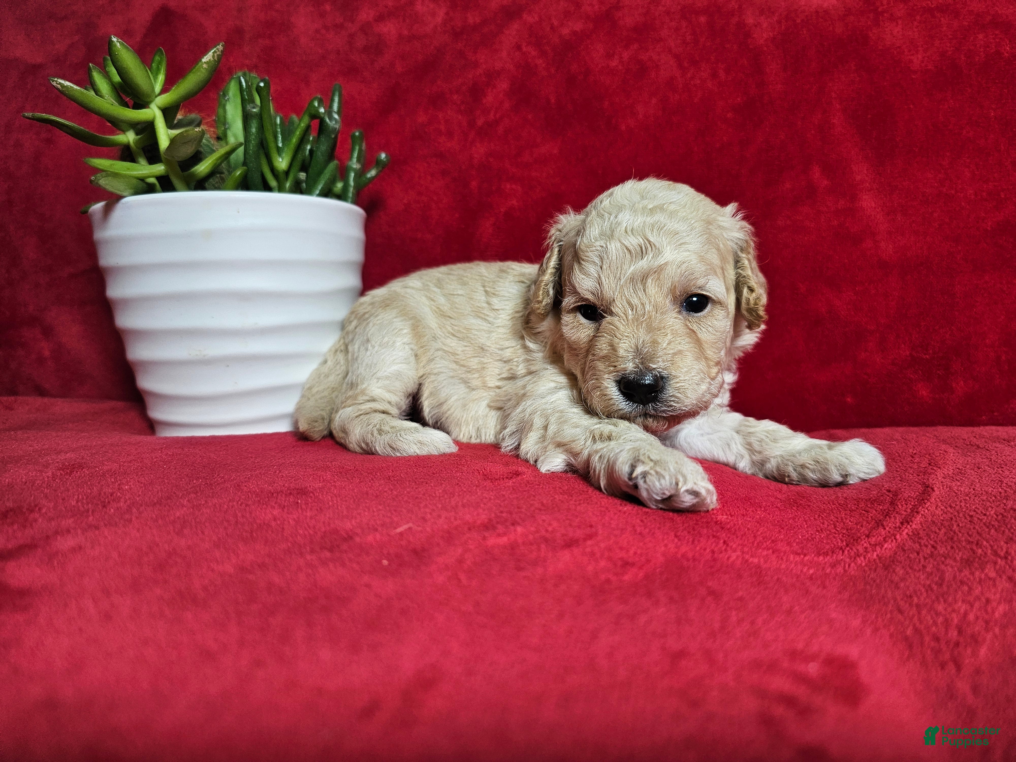 Mini Goldendoodle dogs Cassia - Ad 2