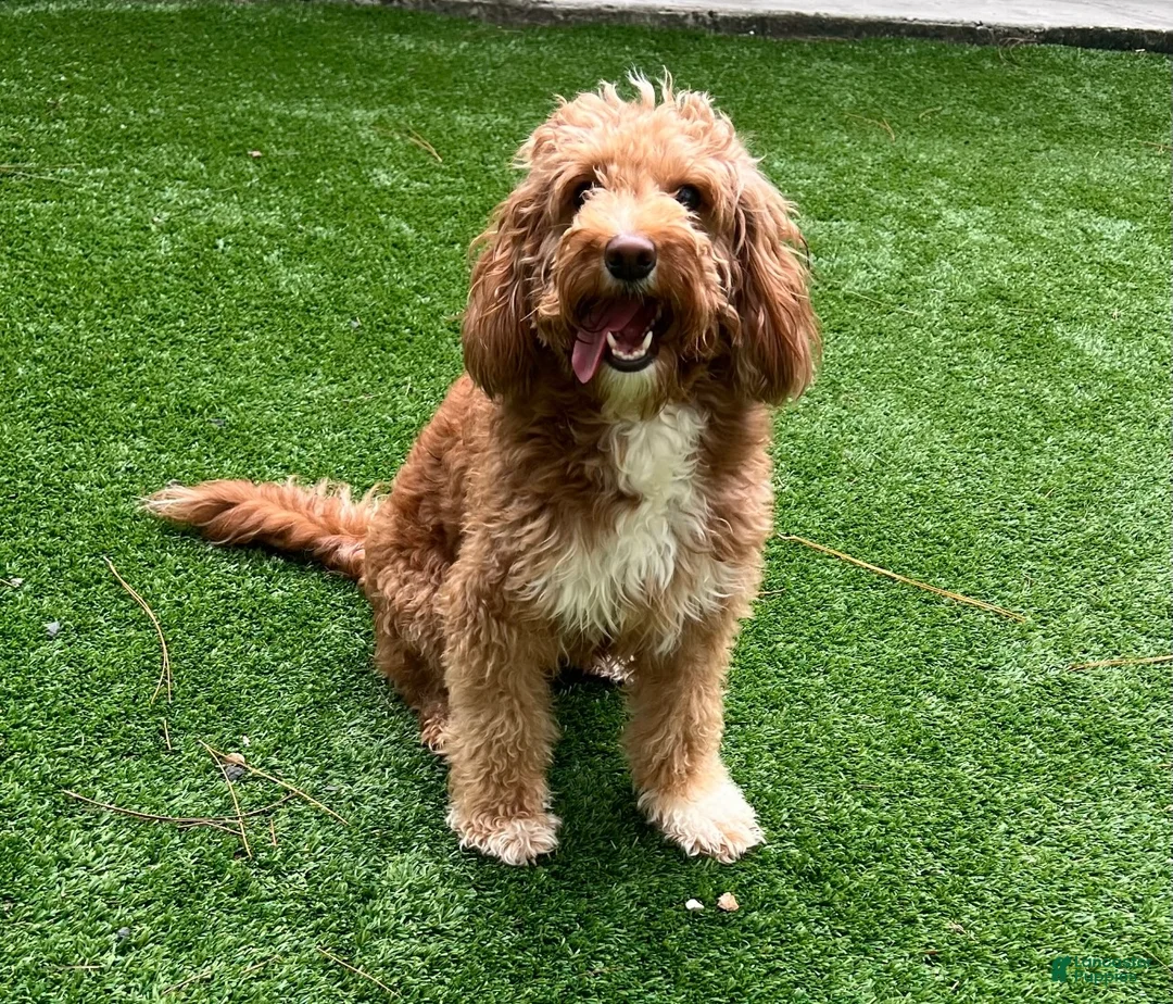 Mini Goldendoodle dogs for sale: Mini Goldendoodle Puppy 1 - Ad 8