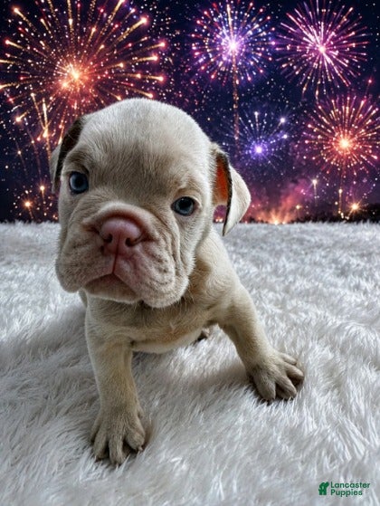 English Bulldog dogs for sale: Luna_Female - Ad 2