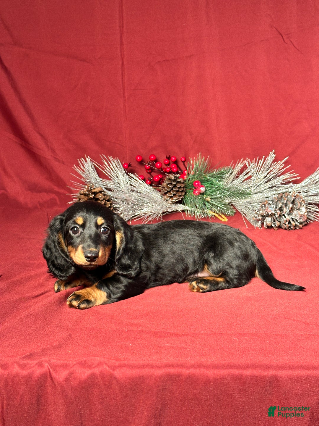 Miniature Dachshund dogs for sale: Lexi - Ad 2