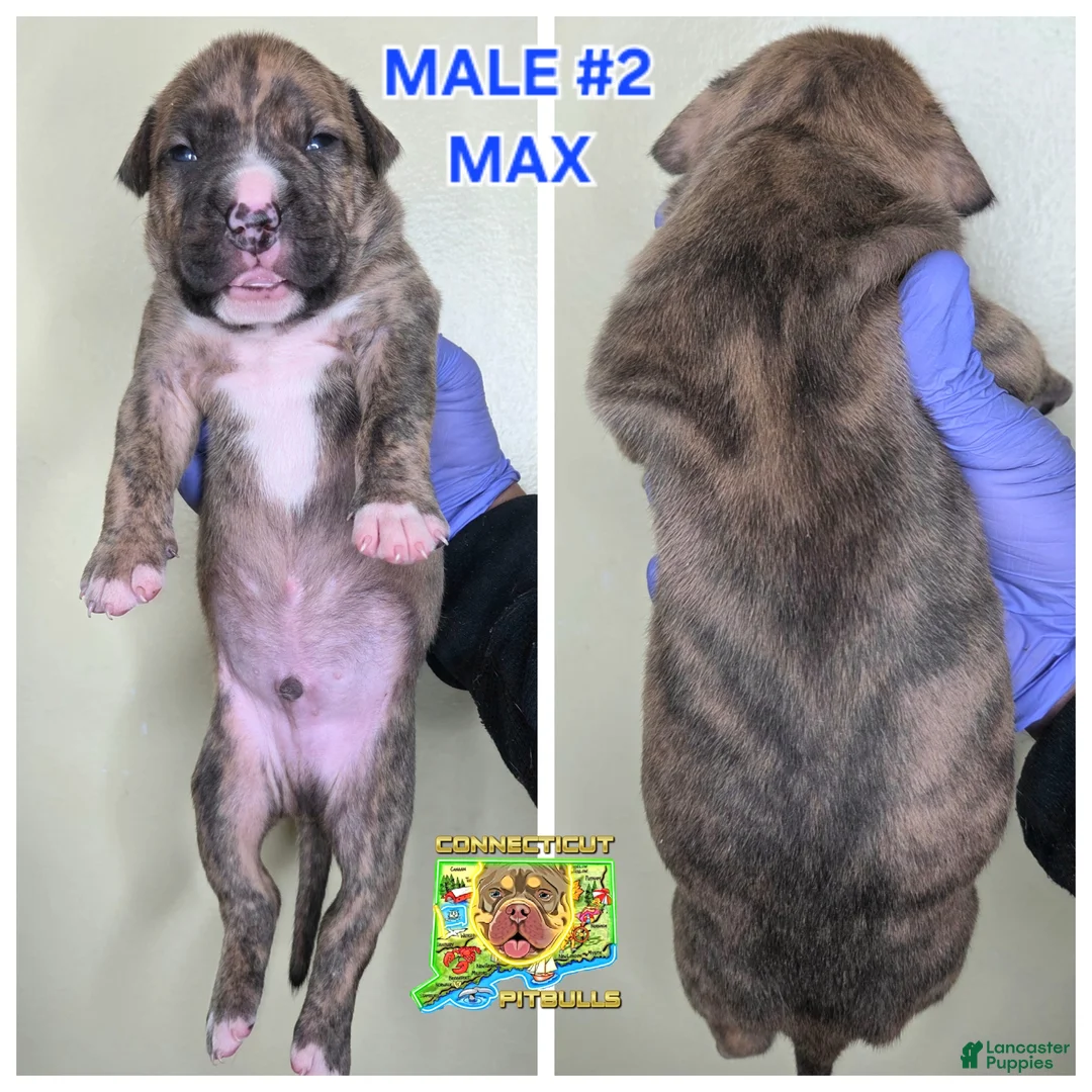 American Bully dogs for sale: American Bully Puppy 2 - Ad 1