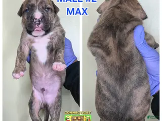 American Bully dogs American Bully Puppy 2 - Ad 10