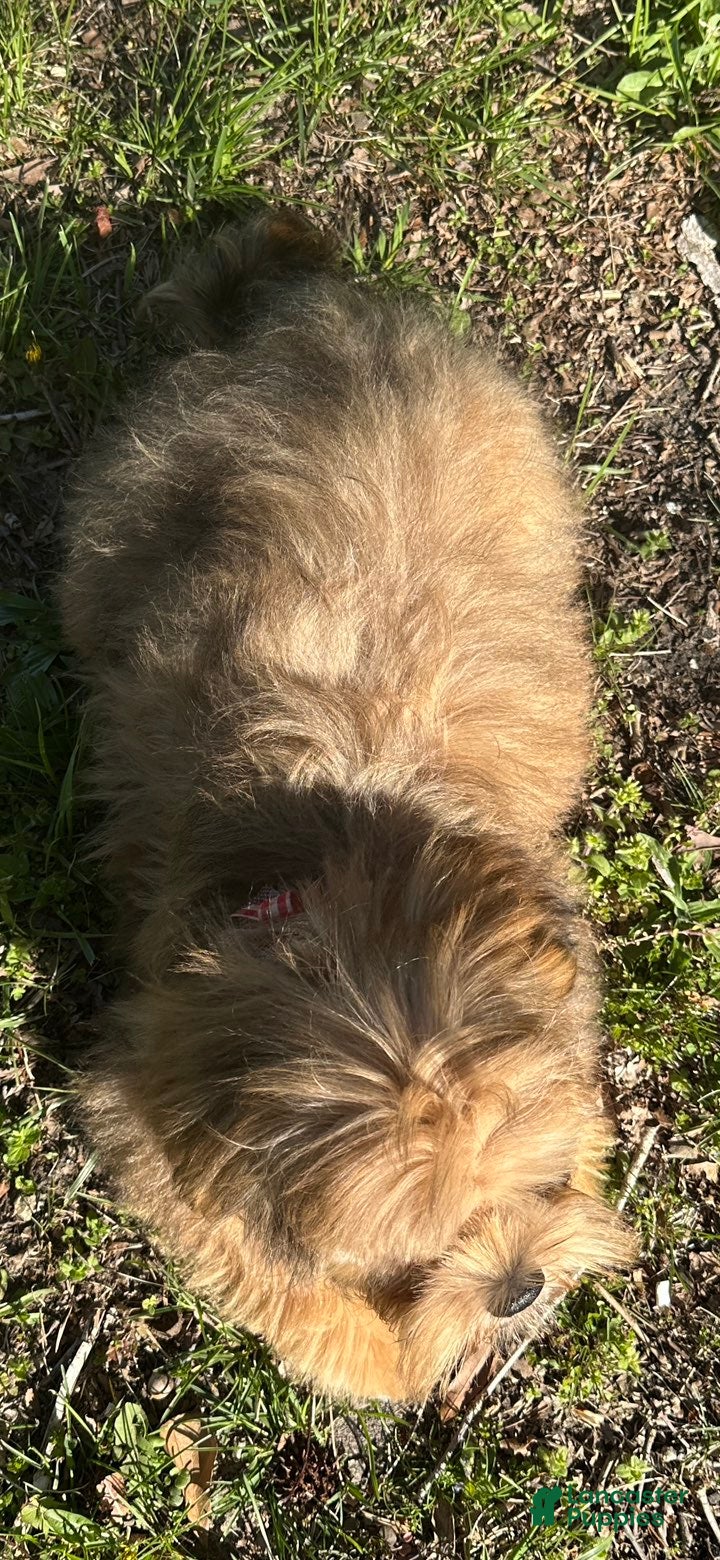 Mixed Breed dogs Buddy - Ad 2