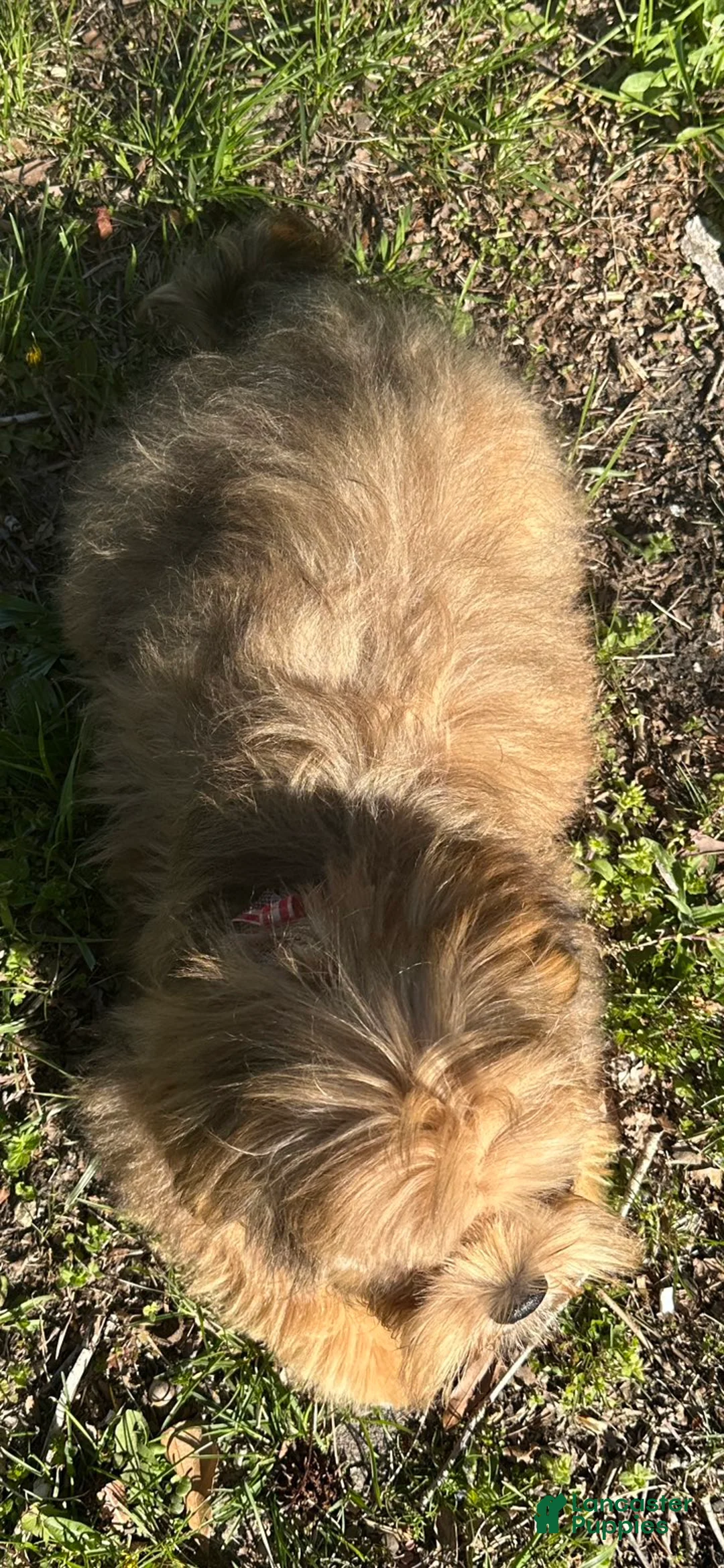 Mixed Breed dogs for sale: Buddy - Ad 2