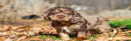 Cocker Spaniel dogs for sale: Finn - Ad 3