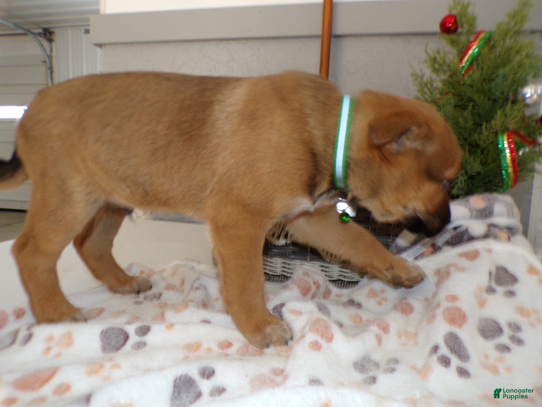 Mixed Breed dogs for sale: Mixed Breed Puppy 6 Roscoe - Ad 2