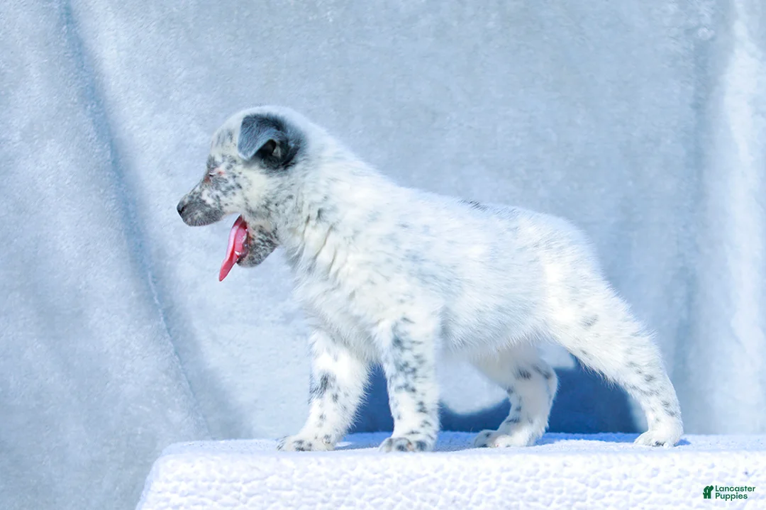Australian Cattle Dog dogs for sale: David - Ad 4