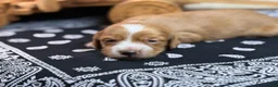 Miniature Dachshund dogs for sale: Dark cream - Blaze - Ad 15
