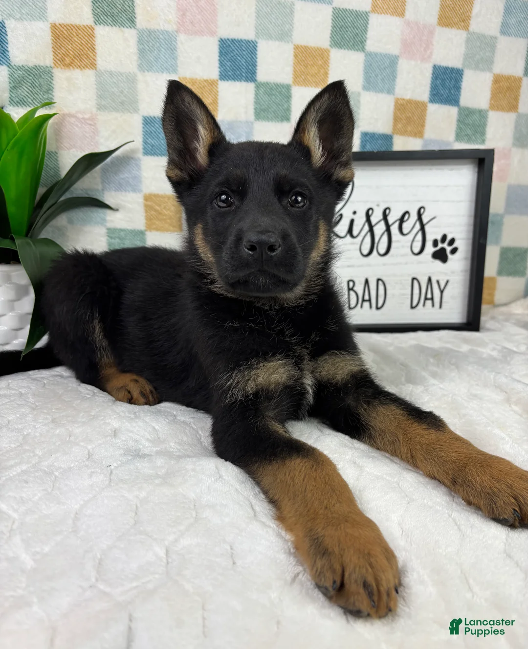German Shepherd dogs for sale: Griffin  - Ad 6